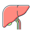 liver organ